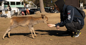 Japonsko: Od tokijských neonů po zenové zahrady | Duben 2026
