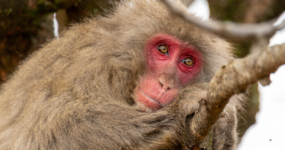 Japonsko: Od tokijských neonů po zenové zahrady | Duben 2026