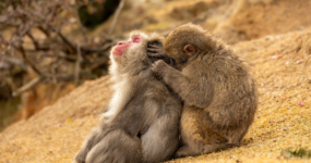 Japonsko: Od tokijských neonů po zenové zahrady | Duben 2026