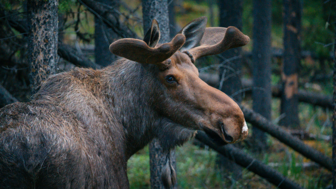 Zájezd - Kanada: Rockies roadtrip s fotografem  | Červen 2026