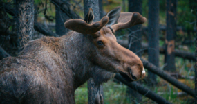 Kanada: Rockies roadtrip s fotografem  | Červen 2026