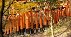 Japonsko: Od tokijských neonů po zenové zahrady | Duben 2026