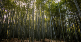 Japonsko: Od tokijských neonů po zenové zahrady | Duben 2026