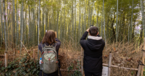 Japonsko: Od tokijských neonů po zenové zahrady | Duben 2026