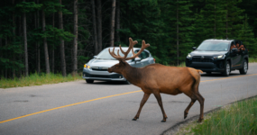 Kanada: Rockies roadtrip s fotografem  | Červen 2026
