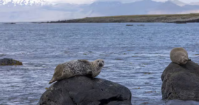 Island: Okolo ostrova | Květen 2026