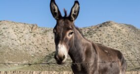 Kyrgyzstán: Expedice do nitra země | Září 2026