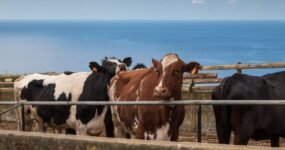 Azory: Trek a relax na ostrově São Miguel | Květen 2026